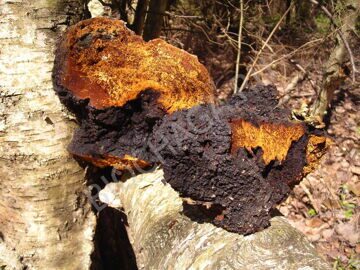 chaga-grib-kuski