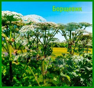 borschevik-1