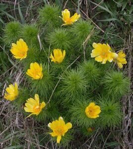 adonis vernalis